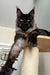 Long-haired Maine Coon kitten Zeus lounging on a cat tree with bright yellow-green eyes