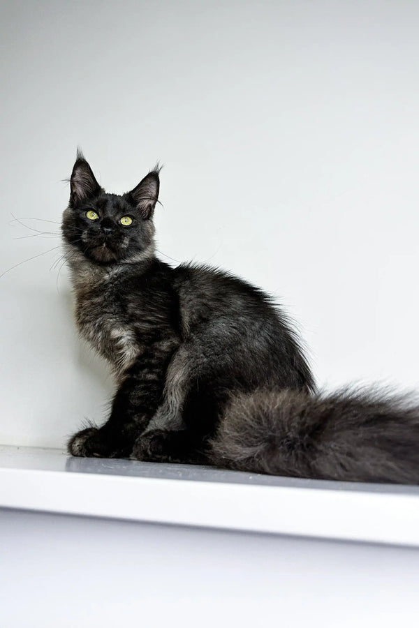 Long-haired Maine Coon kitten Zeus with green eyes sitting alertly