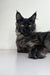 Black Maine Coon kitten Zeus with striking green eyes and tufted ears