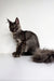 Maine Coon kitten Zeus with fluffy tail and cute ear tufts, perfect for cat lovers