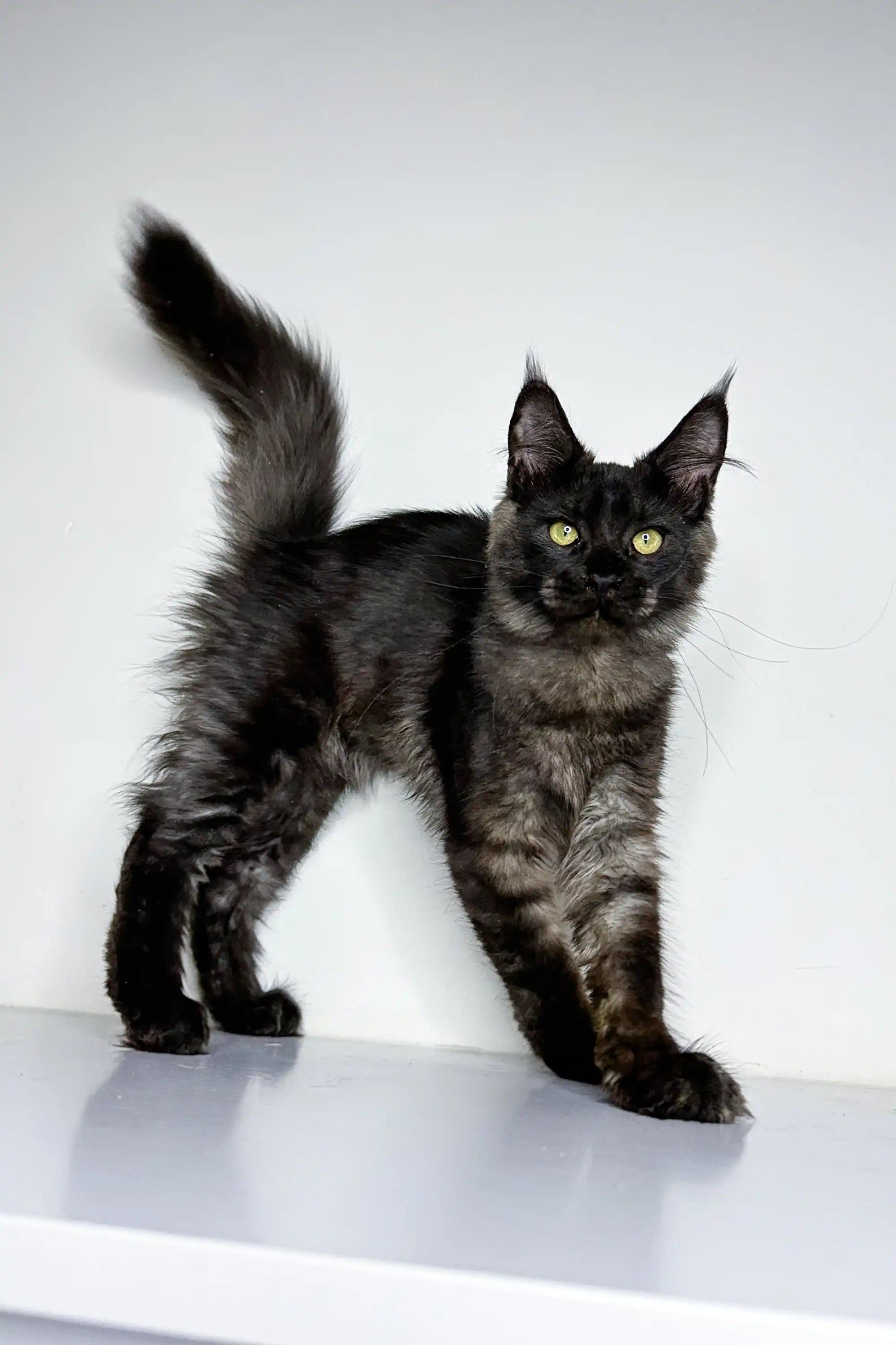 Maine Coon Kittens for Sale Zeus | Kitten