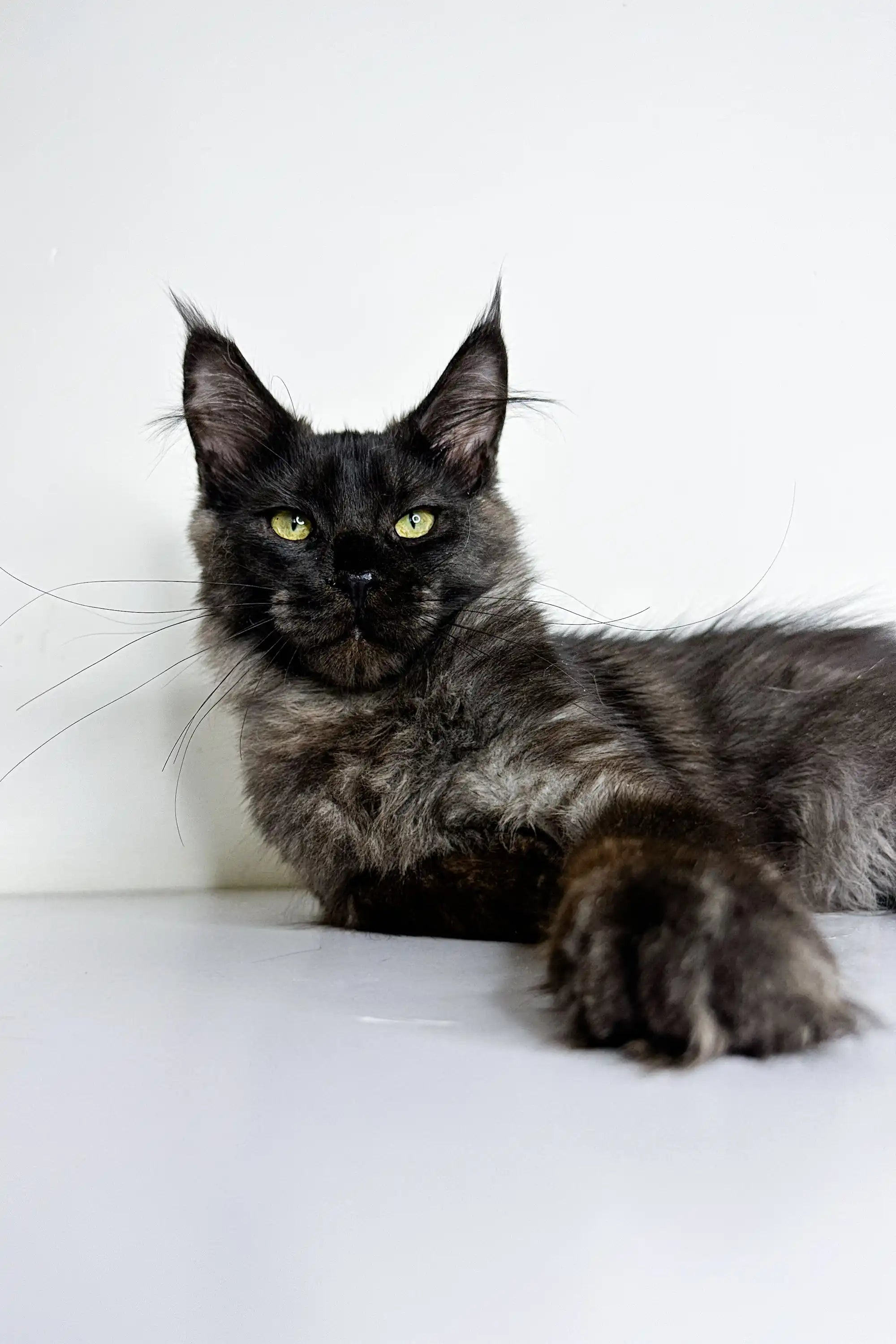 Maine Coon Kittens for Sale Zeus | Kitten