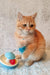 Orange tabby kitten Zeus from Scottish Straight playing with a colorful toy