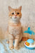 Orange tabby cat named Zeus in a playful pose as a Scottish Straight kitten