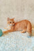 Orange tabby cat Zeus, a cute Scottish Straight kitten, ready for cuddles and fun