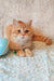 Cute Orange Tabby Cat named Zeus, a playful Scottish Straight Kitten