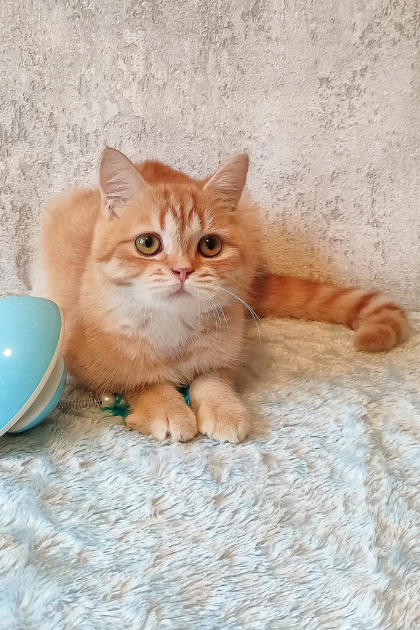 Cute Orange Tabby Cat named Zeus, a playful Scottish Straight Kitten