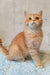 Cute Orange Tabby Cat named Zeus, a playful Scottish Straight Kitten