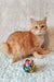 Orange tabby cat playing with a colorful toy ball at Zeus Scottish Straight Kitten