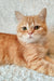 Cute Orange Tabby Cat named Zeus from Scottish Straight Kitten collection