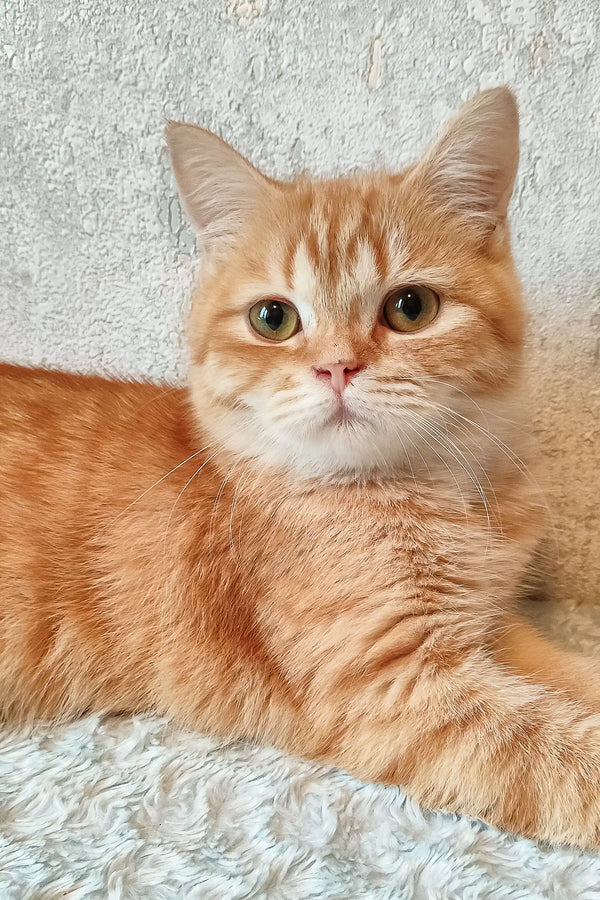 Cute Orange Tabby Cat named Zeus from Scottish Straight Kitten collection