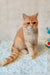 Cute orange tabby cat named Zeus, a playful Scottish Straight kitten