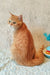 Adorable Orange Tabby Cat Zeus, a playful Scottish Straight Kitten