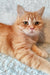 Adorable Orange Tabby Cat Zeus, the Scottish Straight Kitten, looks so playful and cute