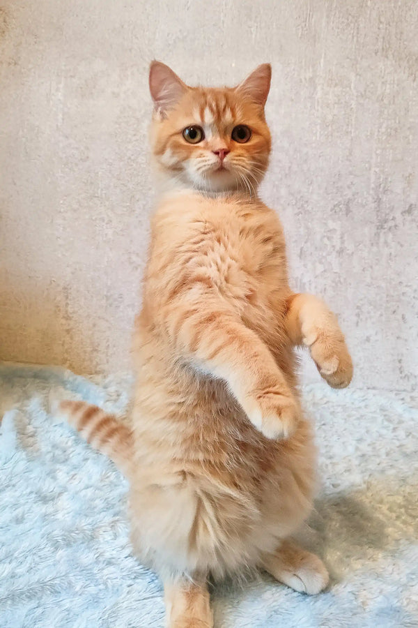 Orange tabby cat standing upright, showcasing Zeus the Scottish Straight Kitten