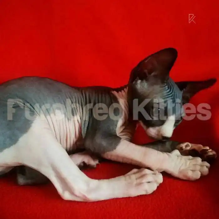 Sphynx Cats and Kittens for Sale Zeus | Kitten