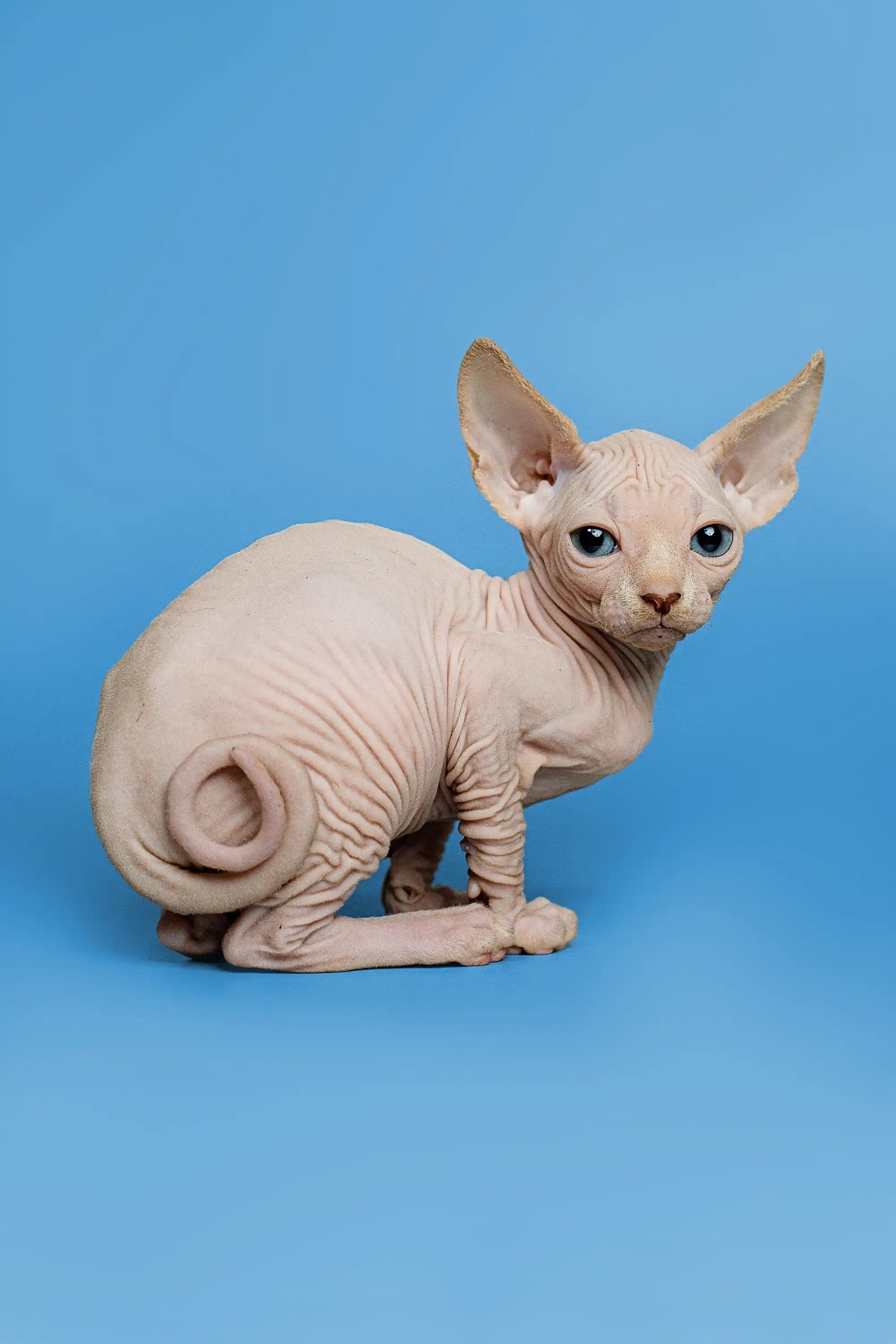 Hairless Sphynx Cats & Kittens for Sale Zeus | Kitten