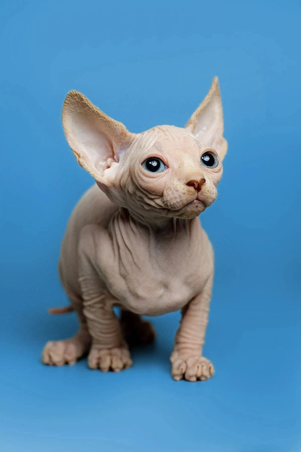 Charming male Sphynx kitten Zeus with large ears and delicate wrinkled skin