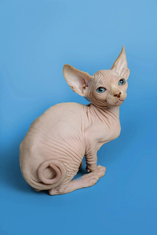 Charming male Sphynx kitten with wrinkled skin and large ears against blue backdrop