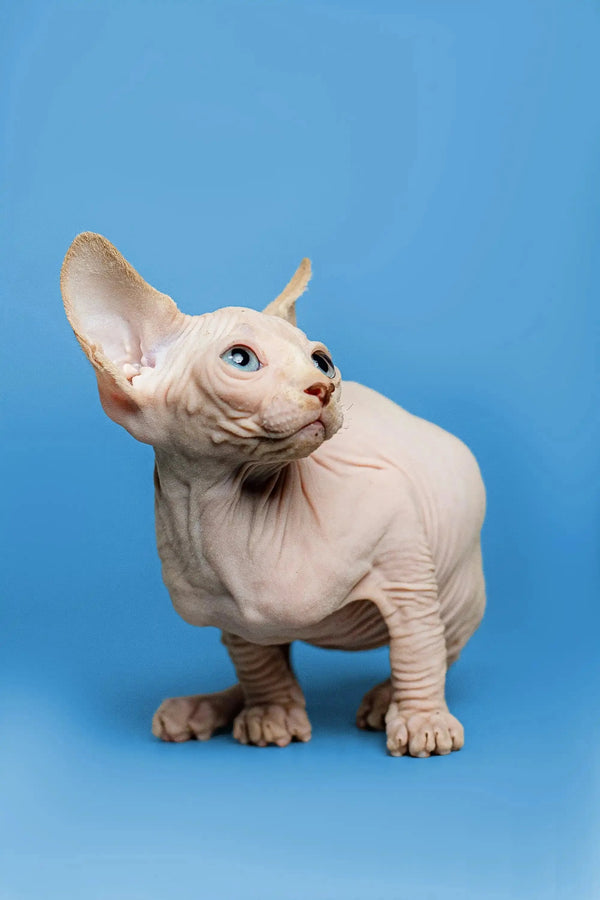 Charming male Sphynx kitten Zeus with wrinkled skin and big ears, a sweet red point
