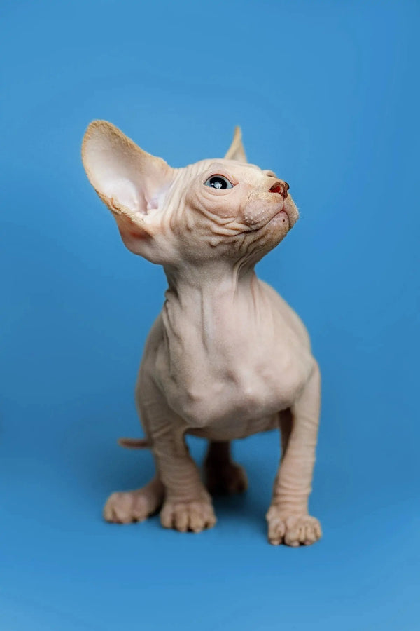 Charming male Sphynx kitten named Zeus with large ears and cute red point markings