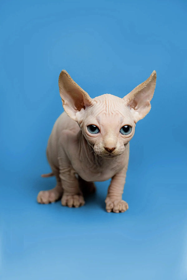 Charming male Sphynx kitten with large ears and wrinkled skin, the adorable Zeus