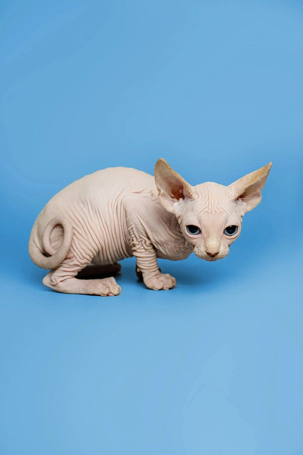 Charming male Sphynx kitten Zeus, a red point, crouching on a vibrant blue surface