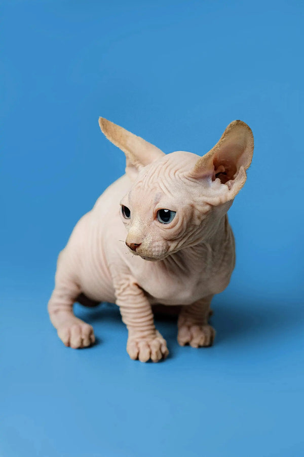 Charming male Sphynx kitten Zeus with red point, large ears, and wrinkled skin