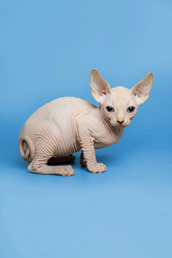 Charming male Sphynx kitten Zeus with wrinkled pink skin and big ears, a red point beauty