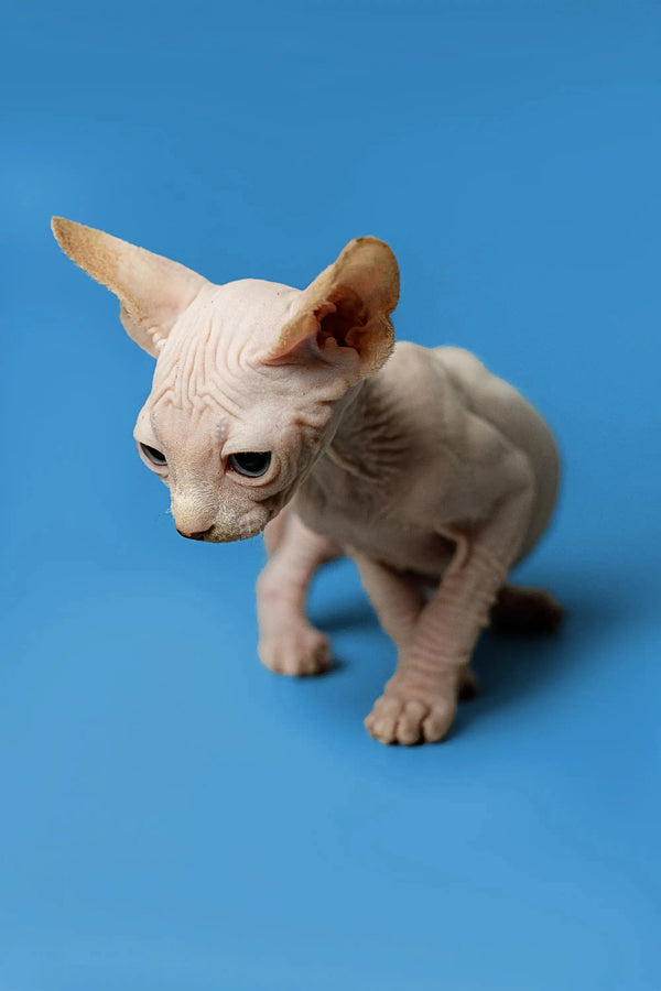 Charming male Sphynx kitten Zeus with large ears and wrinkled skin, red point