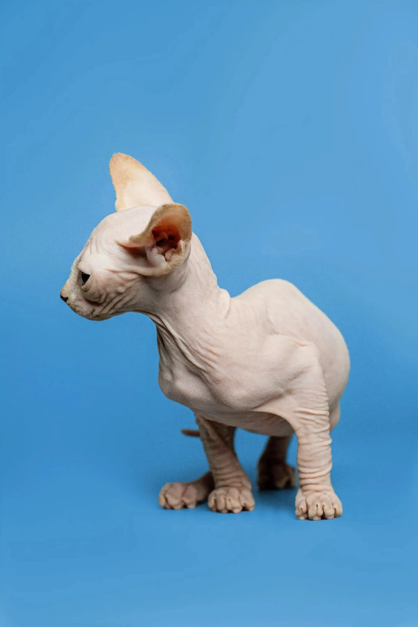 Charming male Sphynx kitten Zeus with wrinkled skin and large ears, red point features