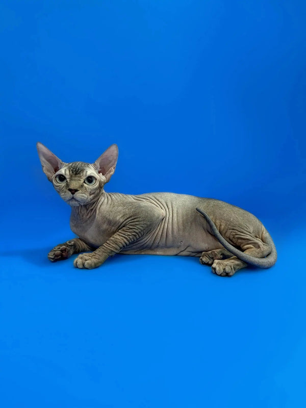 Sphynx kitten Zeuse lounging with its wrinkled skin and big ears, adorable and unique
