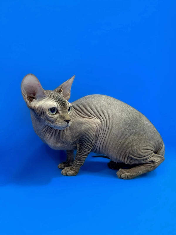 Hairless Sphynx kitten with wrinkled skin and big ears against a blue background