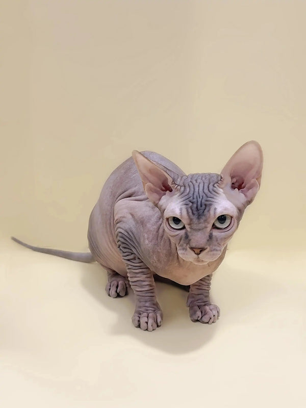 Adorable Hairless Sphynx Kitten with wrinkled skin and large ears, perfect for cuddles