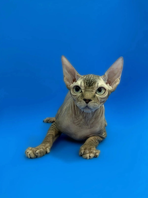Cute Hairless Sphynx kitten with wrinkled skin and big ears lying on its stomach