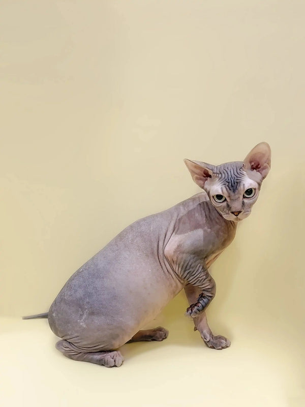 Hairless Sphynx kitten with wrinkled skin and big ears in Zeuse product