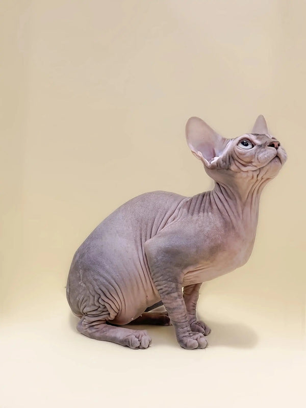 Cute Hairless Sphynx kitten with wrinkled skin and big ears sitting upright