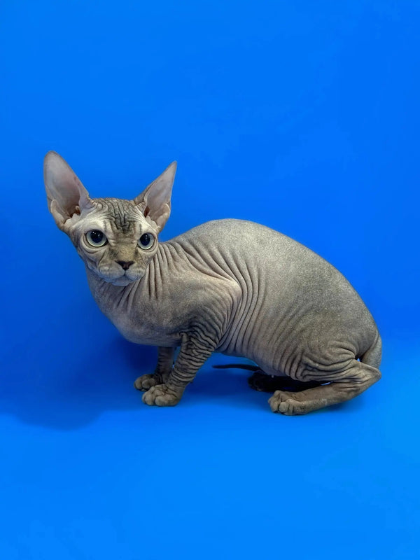 Cute Hairless Sphynx kitten with wrinkled skin and big ears ready for your love