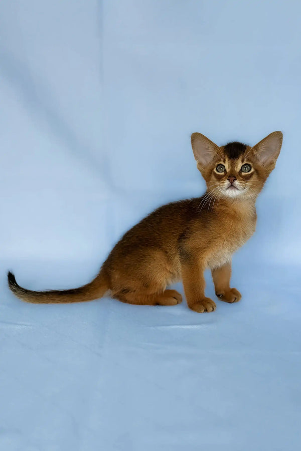Zevs | abyssinian kitten