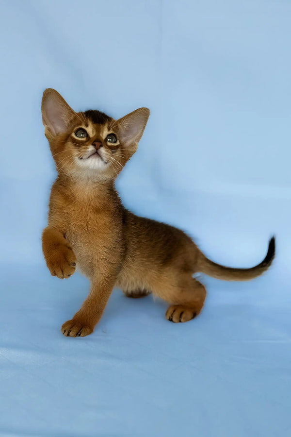 Zevs | abyssinian kitten