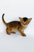 Zevs | abyssinian kitten