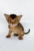 Zevs | abyssinian kitten