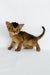 Zevs | abyssinian kitten