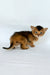 Zevs | abyssinian kitten