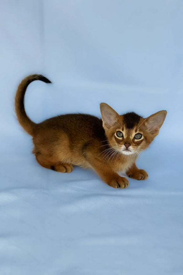 Zevs | abyssinian kitten