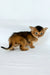 Zevs | abyssinian kitten