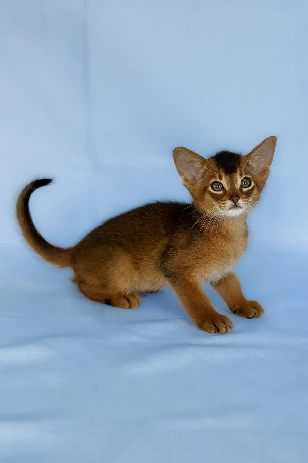 Zevs | abyssinian kitten
