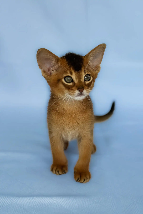 Zevs | abyssinian kitten