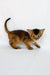 Zevs | abyssinian kitten