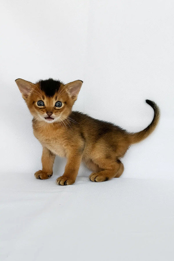 Zevs | abyssinian kitten